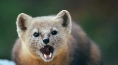 Sable